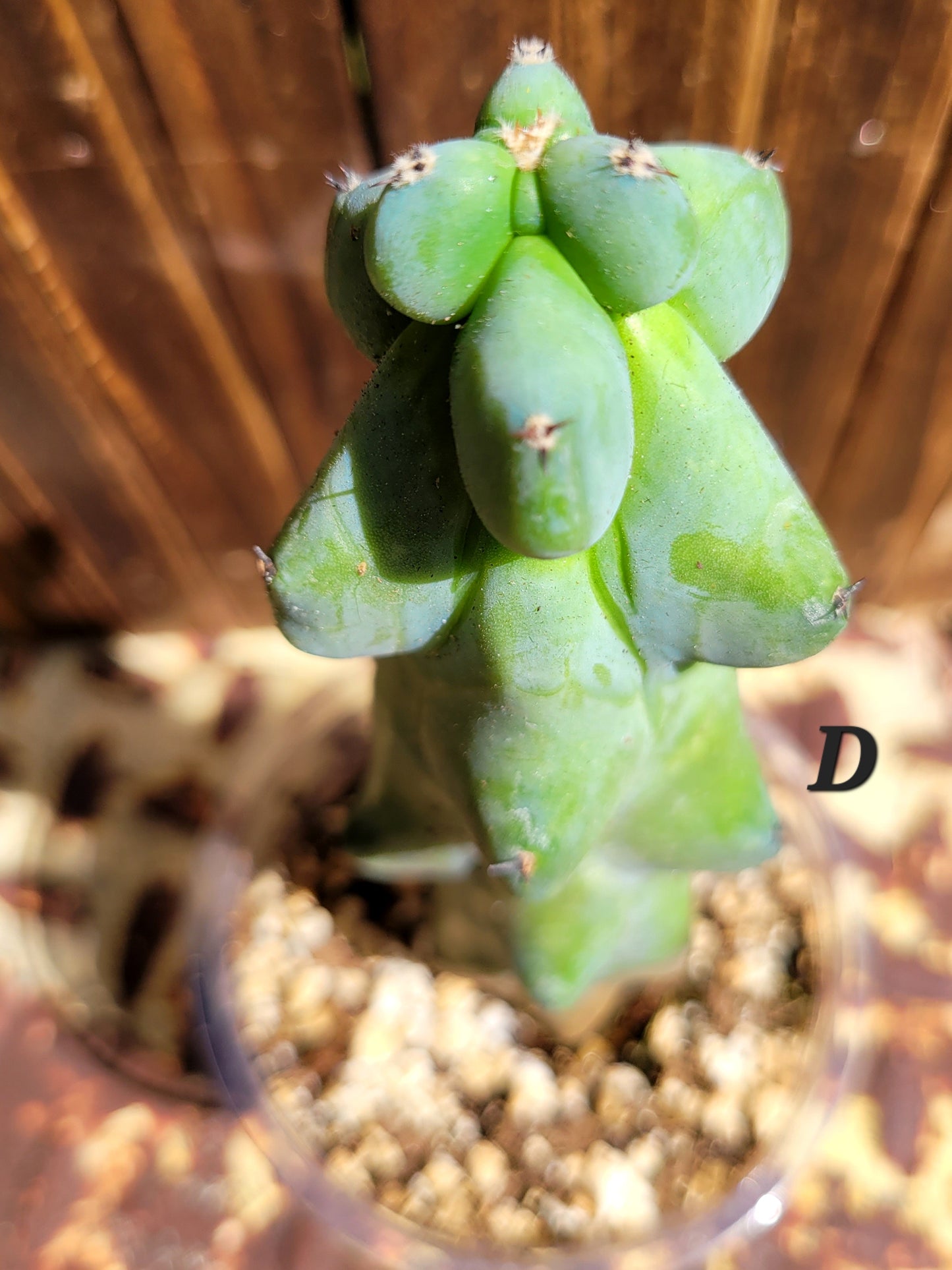 Myrtillocactus geometrizans ‘Fukurokuryuzinboku’ (Boobie Cactus)