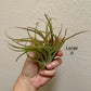 Large Air Plant