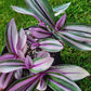 Tradescantia Cerinthoides ‘Pink Furry’