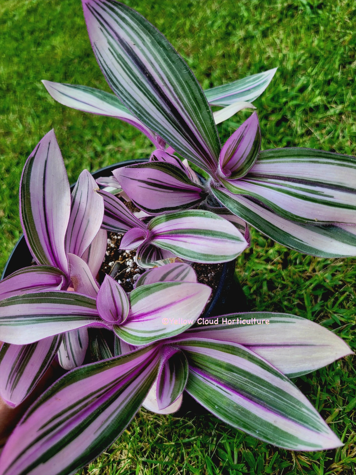 Tradescantia Cerinthoides ‘Pink Furry’