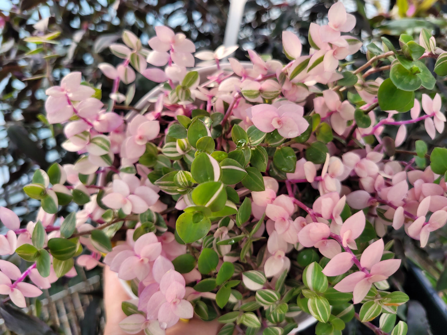 Callisia Repens ‘Bianca’