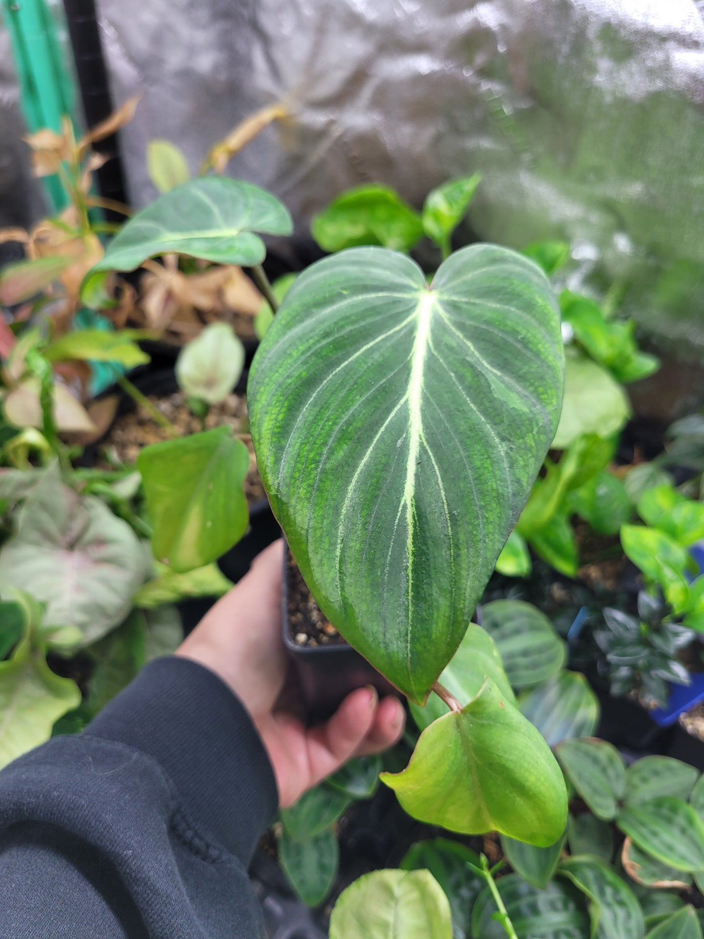 Philodendron ‘Gloriosum’