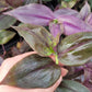 Tradescantia Zebrina ‘Purpusii’