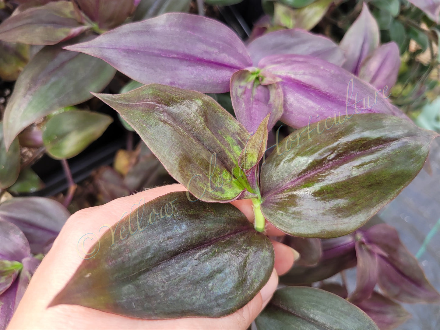 Tradescantia Zebrina ‘Purpusii’