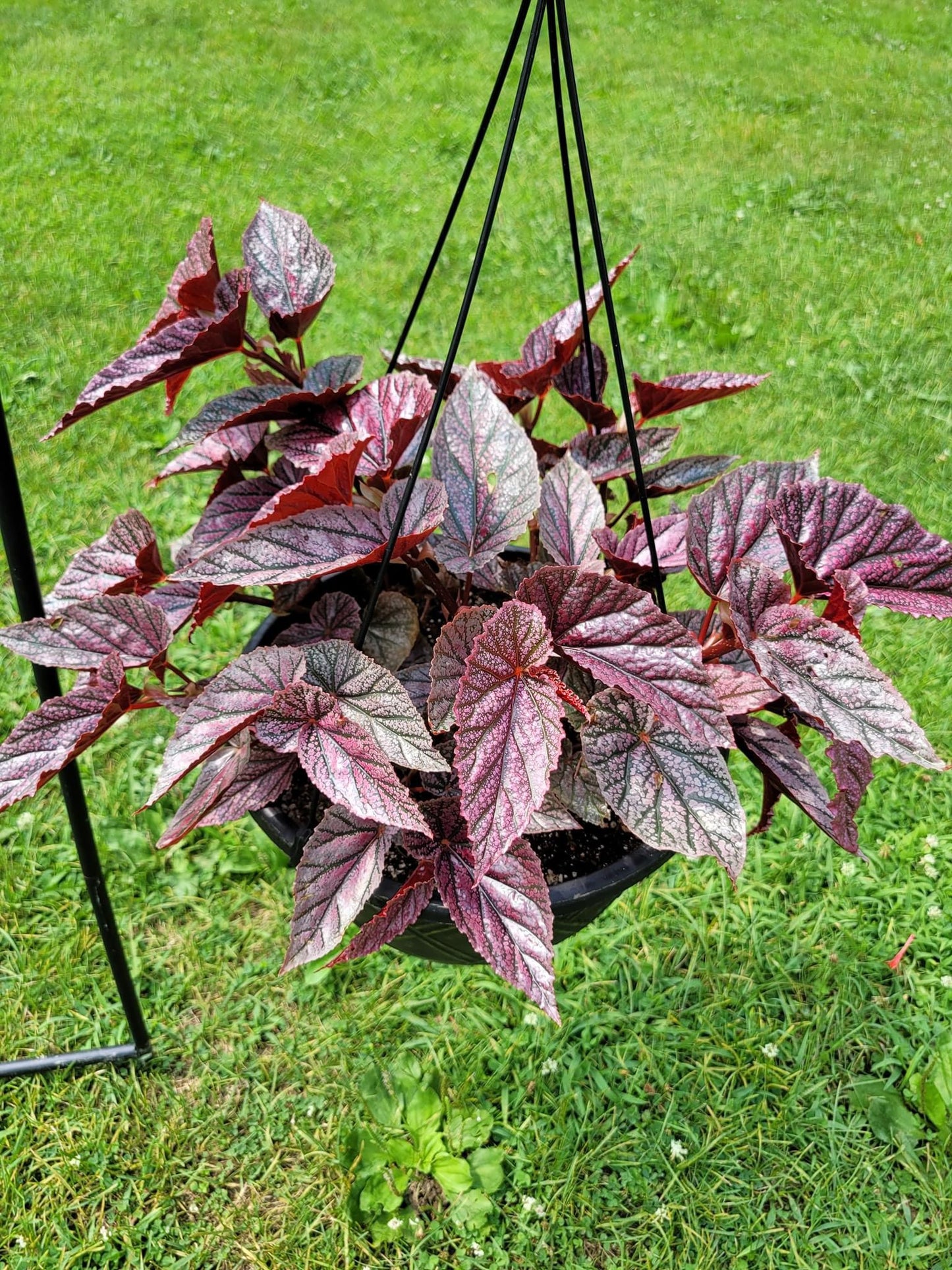 Angel Wing Begonia ‘Miss Mummy’