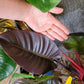 Philodendron ‘Black Cardinal’