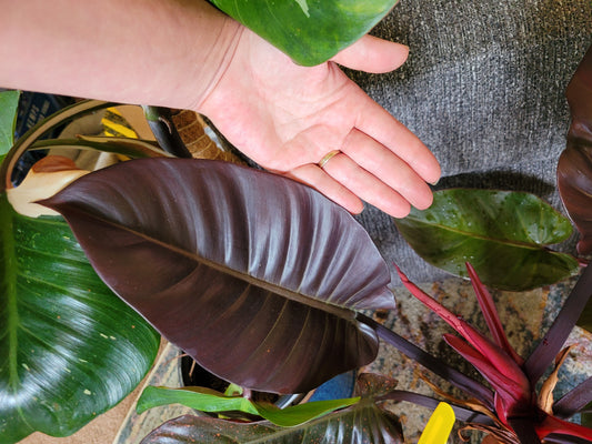 Philodendron ‘Black Cardinal’