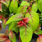 Fuchsia austromontana 'Autumnale'