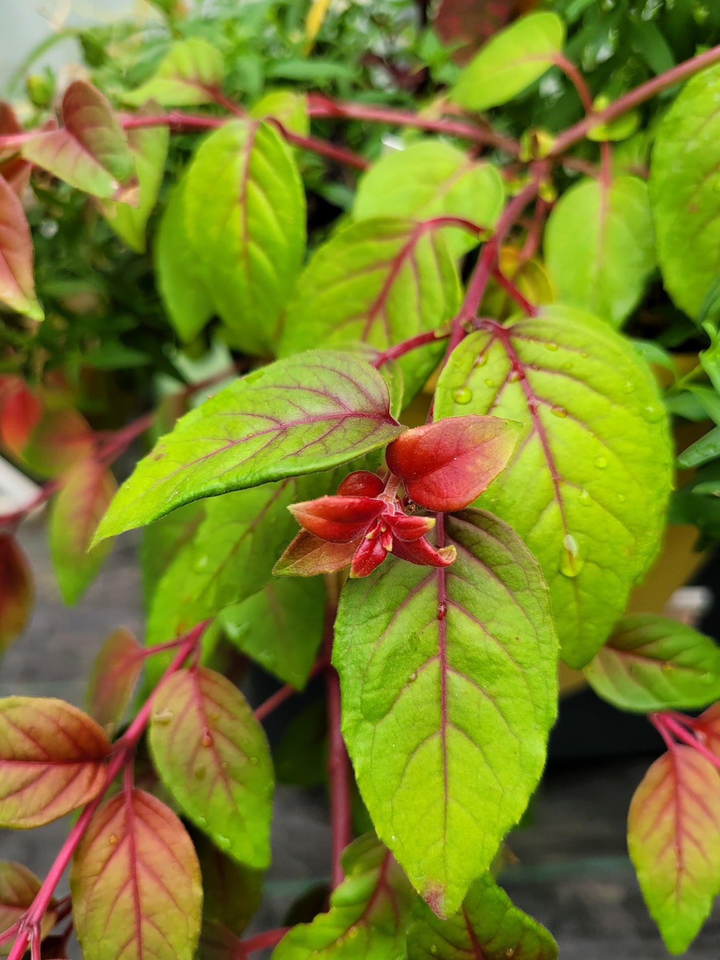 Fuchsia austromontana 'Autumnale'