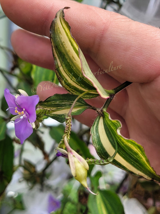 Tinantia Pringlei Variegata Seeds