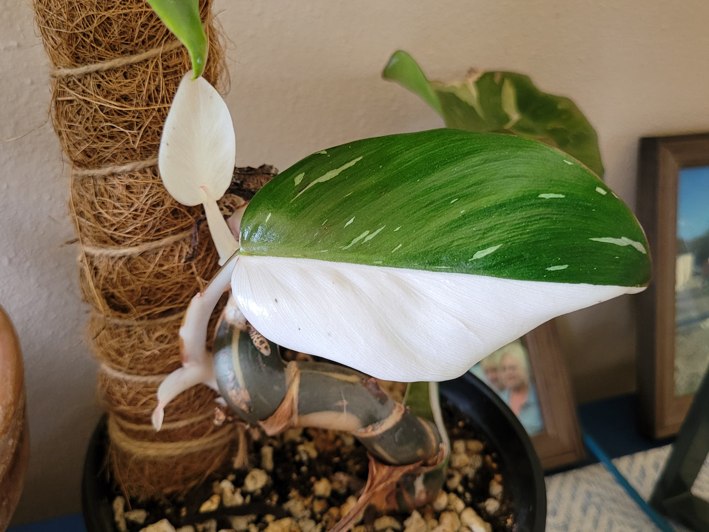 Philodendron ‘White Wizard’