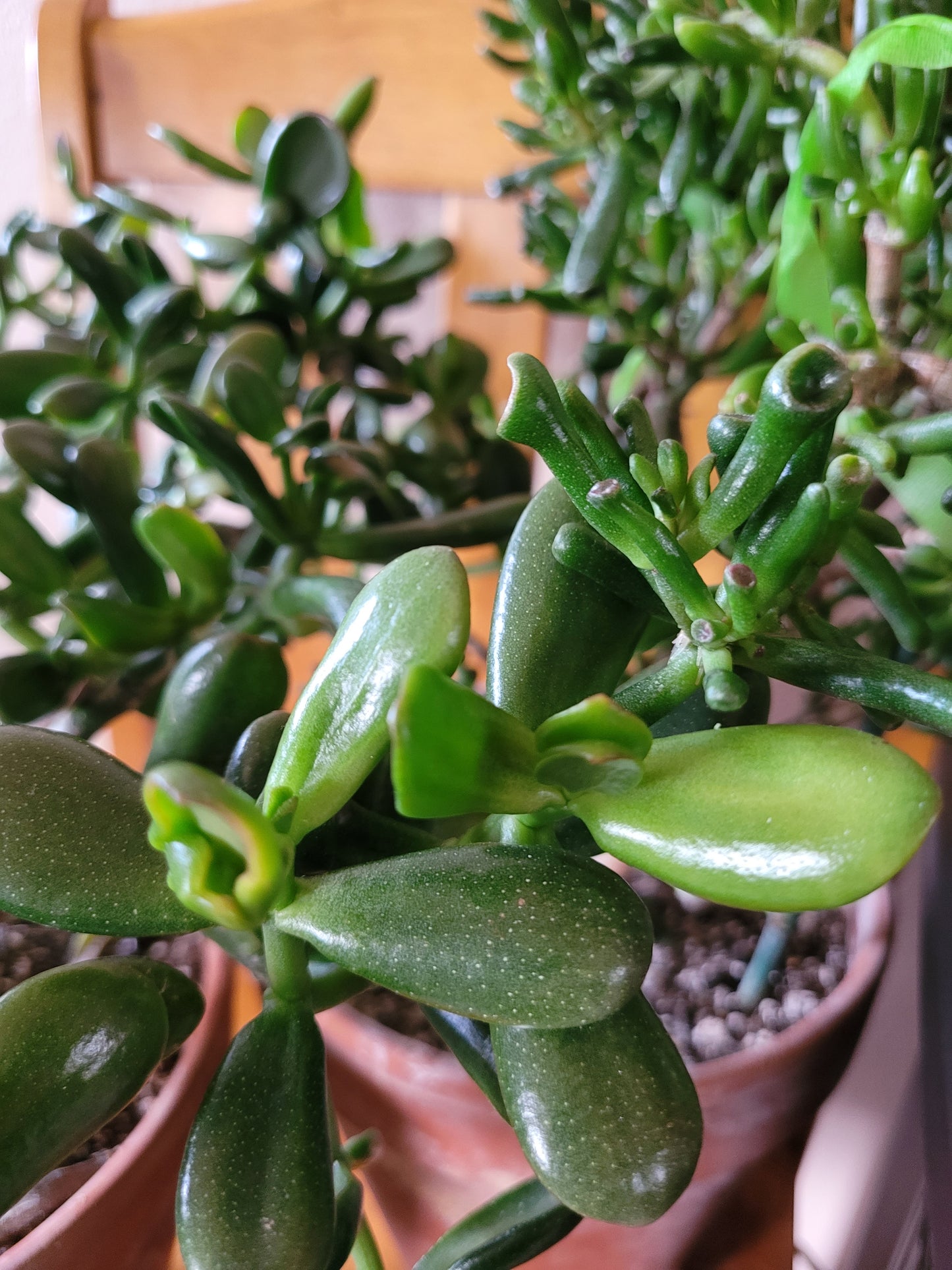 Crassula Ovata E.T. Finger