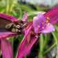 Tradescantia Pallida ‘Pink Stripe’