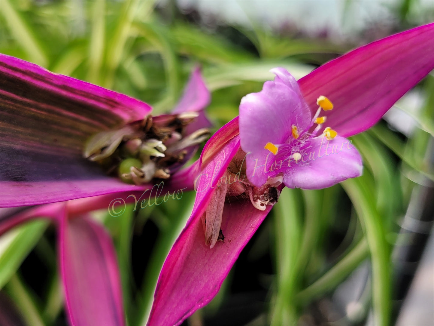 Tradescantia Pallida ‘Pink Stripe’