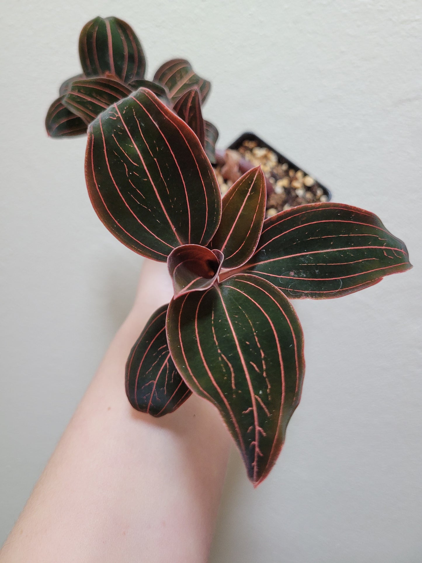 Jewel Orchid ‘Ludisia Discolor’