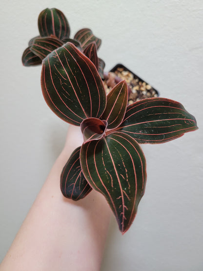 Jewel Orchid ‘Ludisia Discolor’