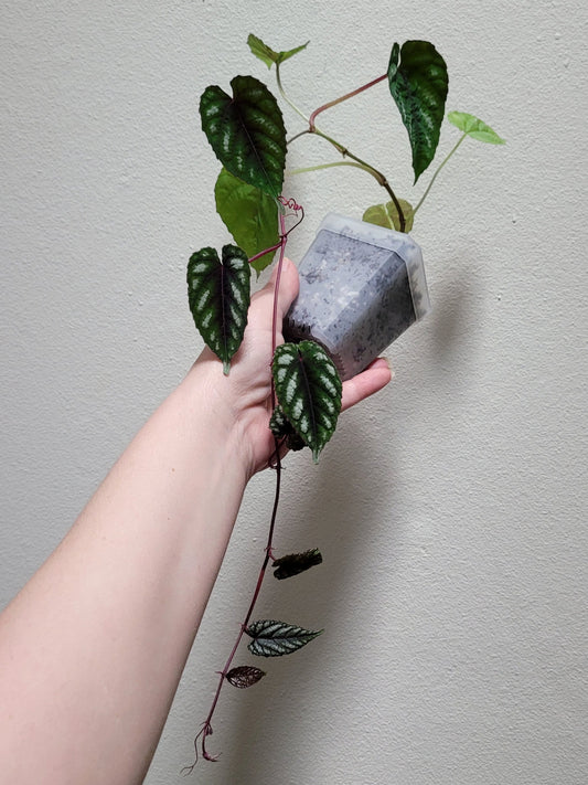 Cissus ‘Discolor’