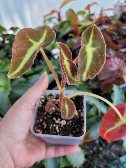 Begonia ‘Listada’