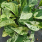 Epipremnum aureum ‘Marble Queen’ Pothos