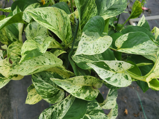 Epipremnum aureum ‘Marble Queen’ Pothos