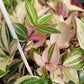 Tradescantia Mundula ‘Lisa’ (Rainbow/Tricolor)