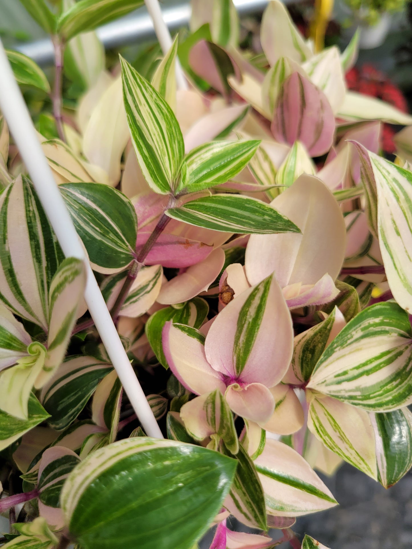 Tradescantia Mundula ‘Lisa’ (Rainbow/Tricolor)