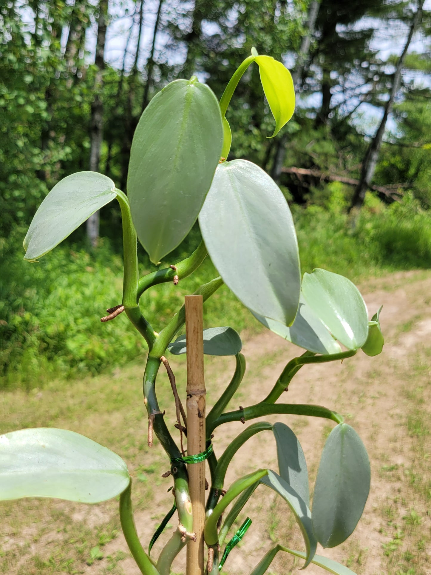 Philodendron Hasatum “Silver Sword”