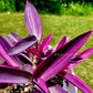 Tradescantia Pallida ‘Pink Stripe’