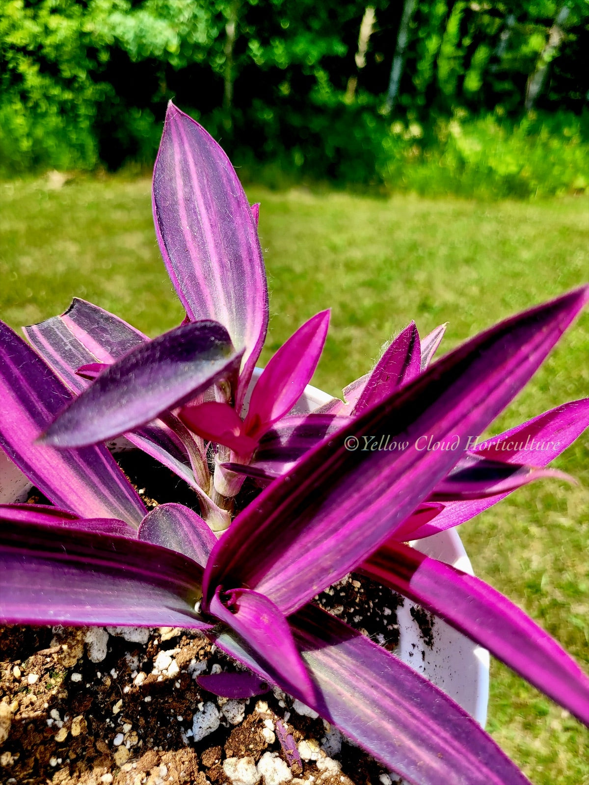 Tradescantia Pallida ‘Pink Stripe’