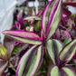 Tradescantia Zebrina ‘Quadricolor’