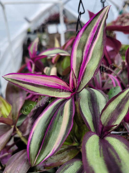 Tradescantia Zebrina ‘Quadricolor’