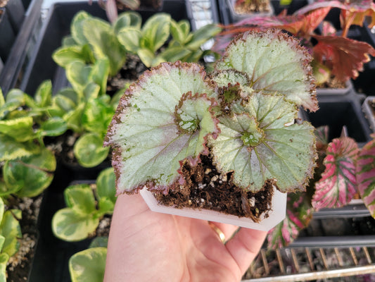 Begonia rex-cultorum ‘Jurassic Jr Arctic Twist’