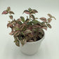 Tradescantia Zebrina ‘HappiLee’ (“Danny Lee”)