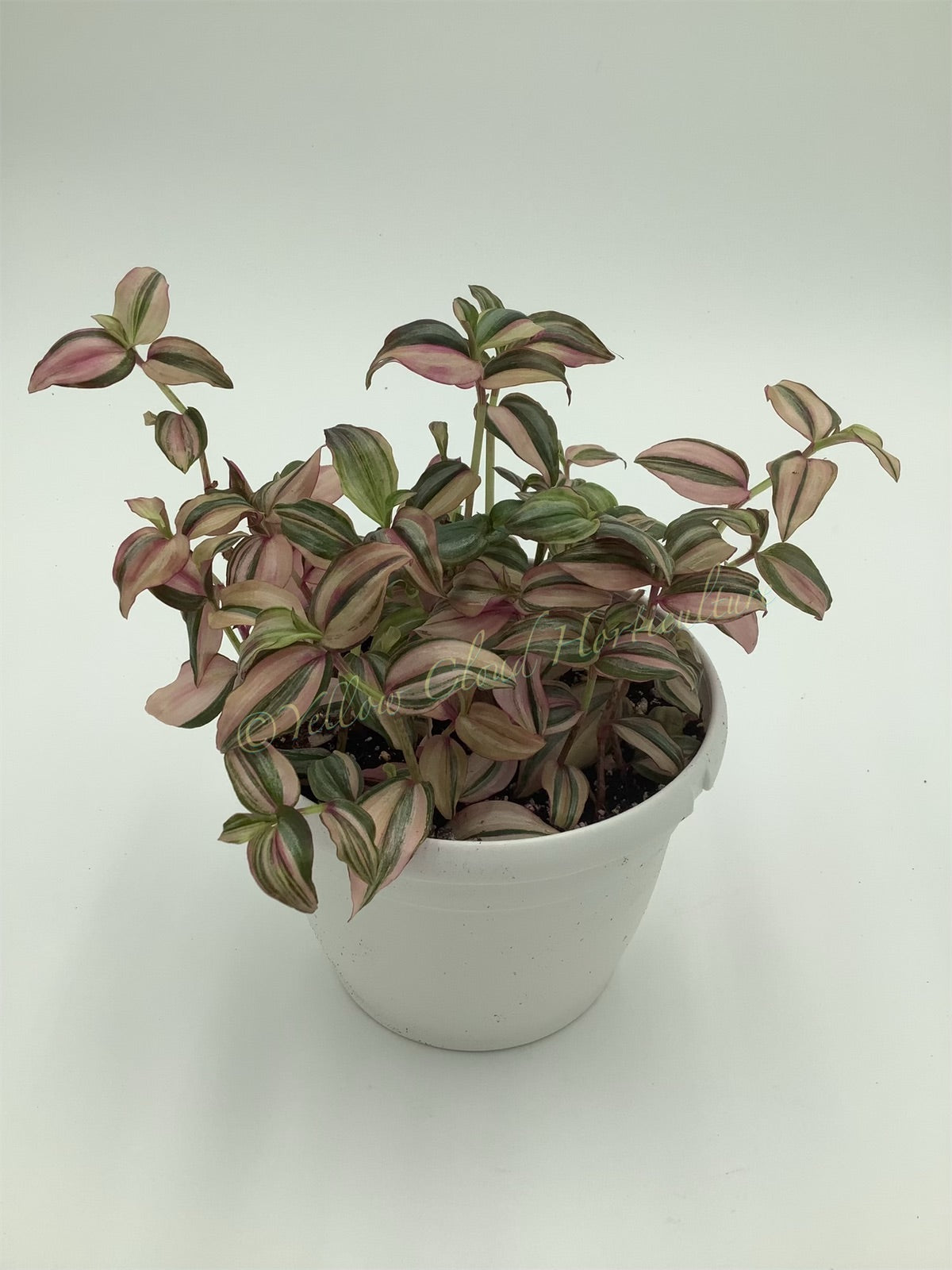 Tradescantia Zebrina ‘HappiLee’ (“Danny Lee”)