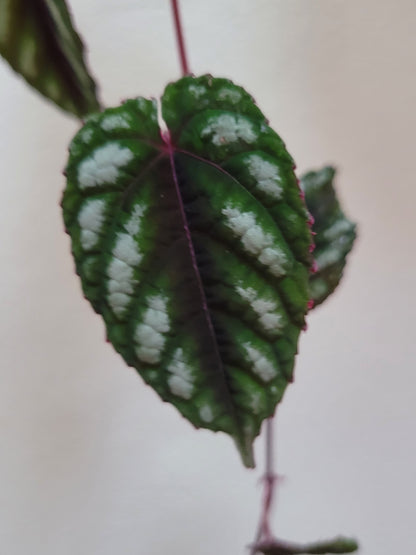 Cissus ‘Discolor’