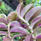 Tradescantia Continental ‘Sweet Tabby’