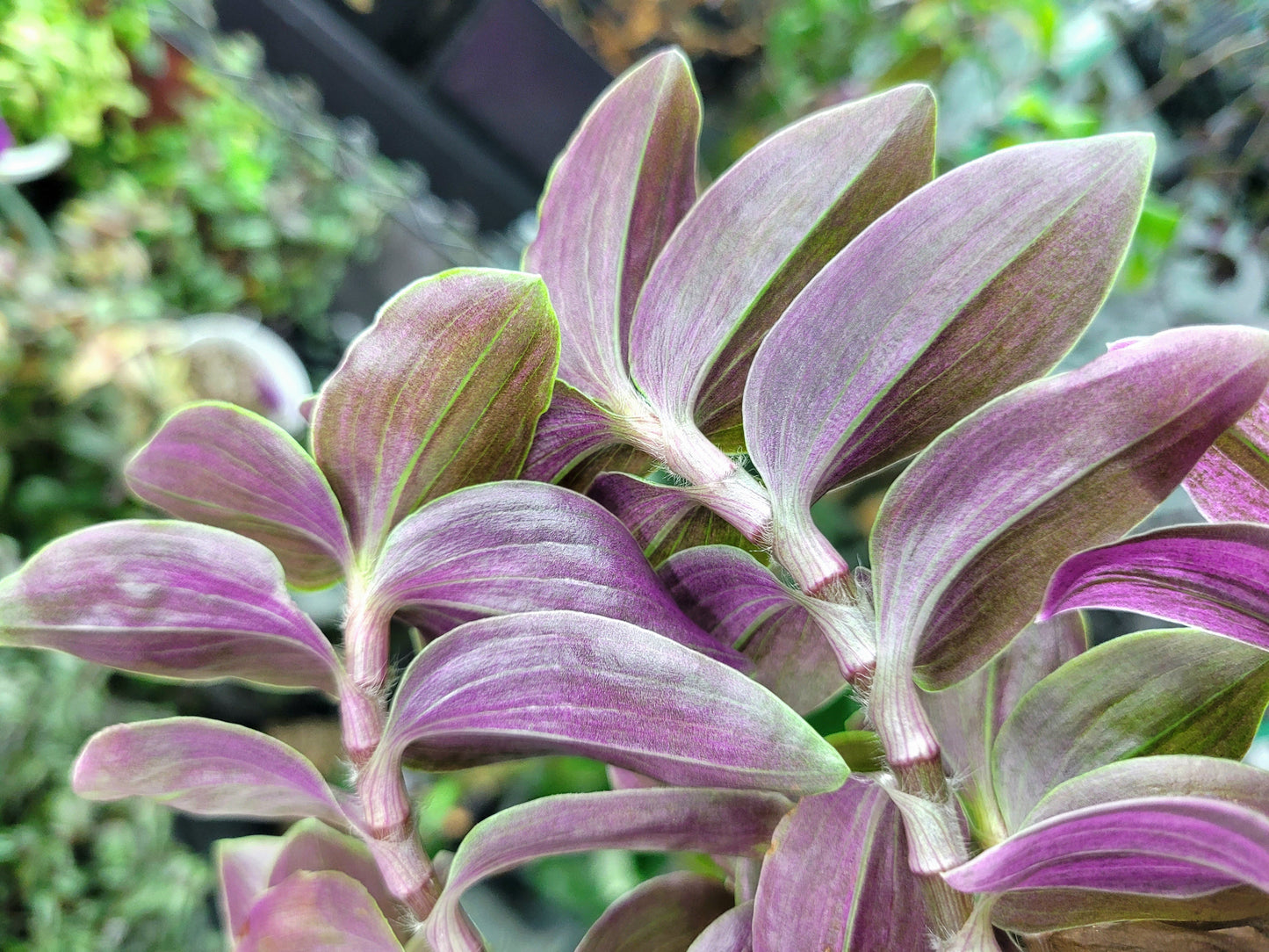 Tradescantia Continental ‘Sweet Tabby’