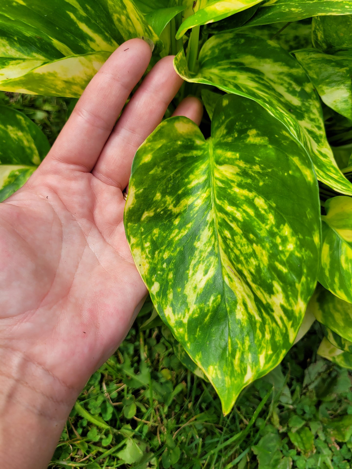 Epipremnum Aureum ‘Patricio’