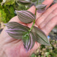 Tradescantia Fluminensis ‘Lavender’