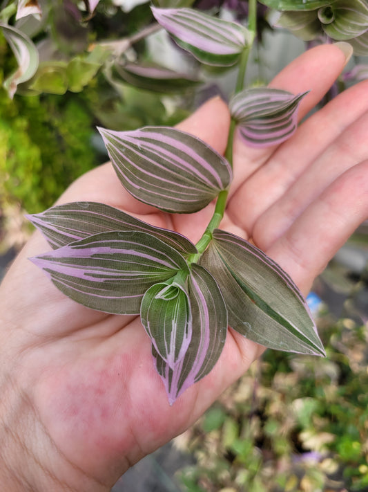 Tradescantia Fluminensis ‘Lavender’