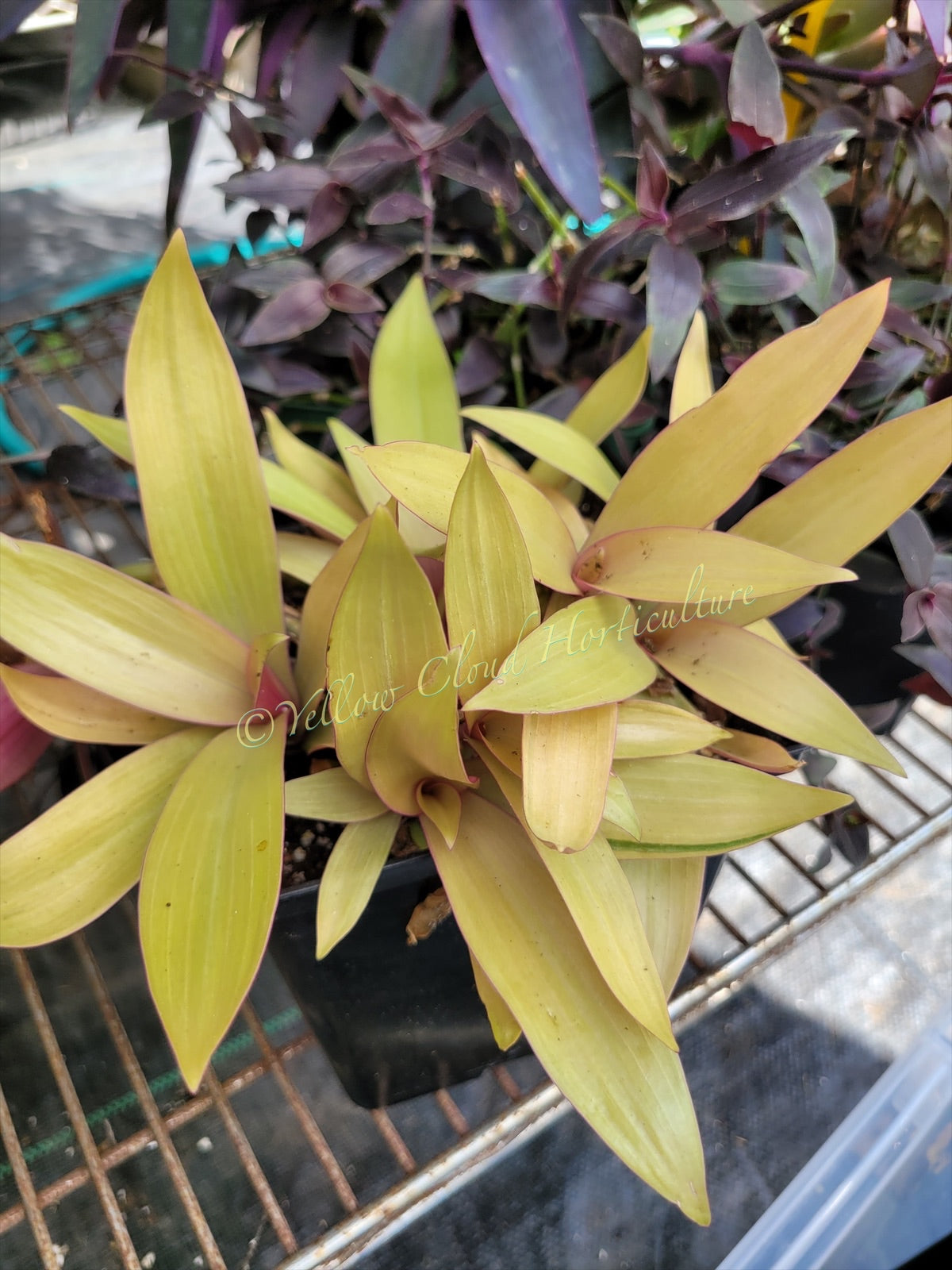 Tradescantia Spathacae ‘Hansoti02’ (aka “Sitara Gold/Amber Waves”)