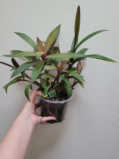 Tradescantia Spathacae ‘Hansoti02’ (aka “Sitara Gold/Amber Waves”)