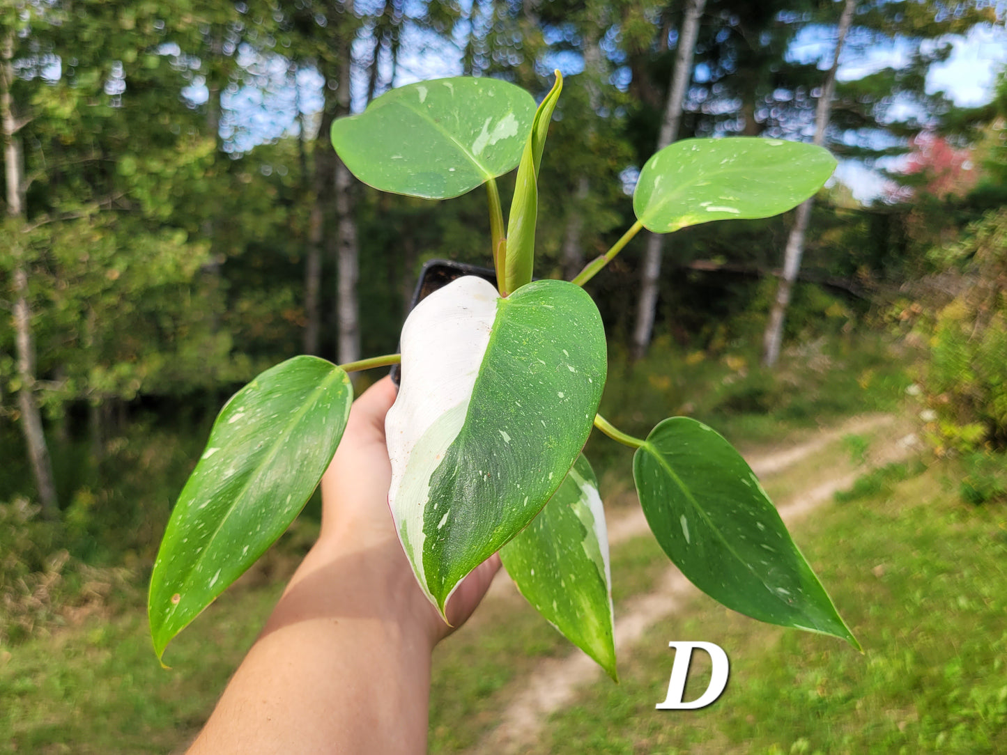 Philodendron ‘White Princess’