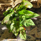 Syngonium Podophyllum ‘Confetti’