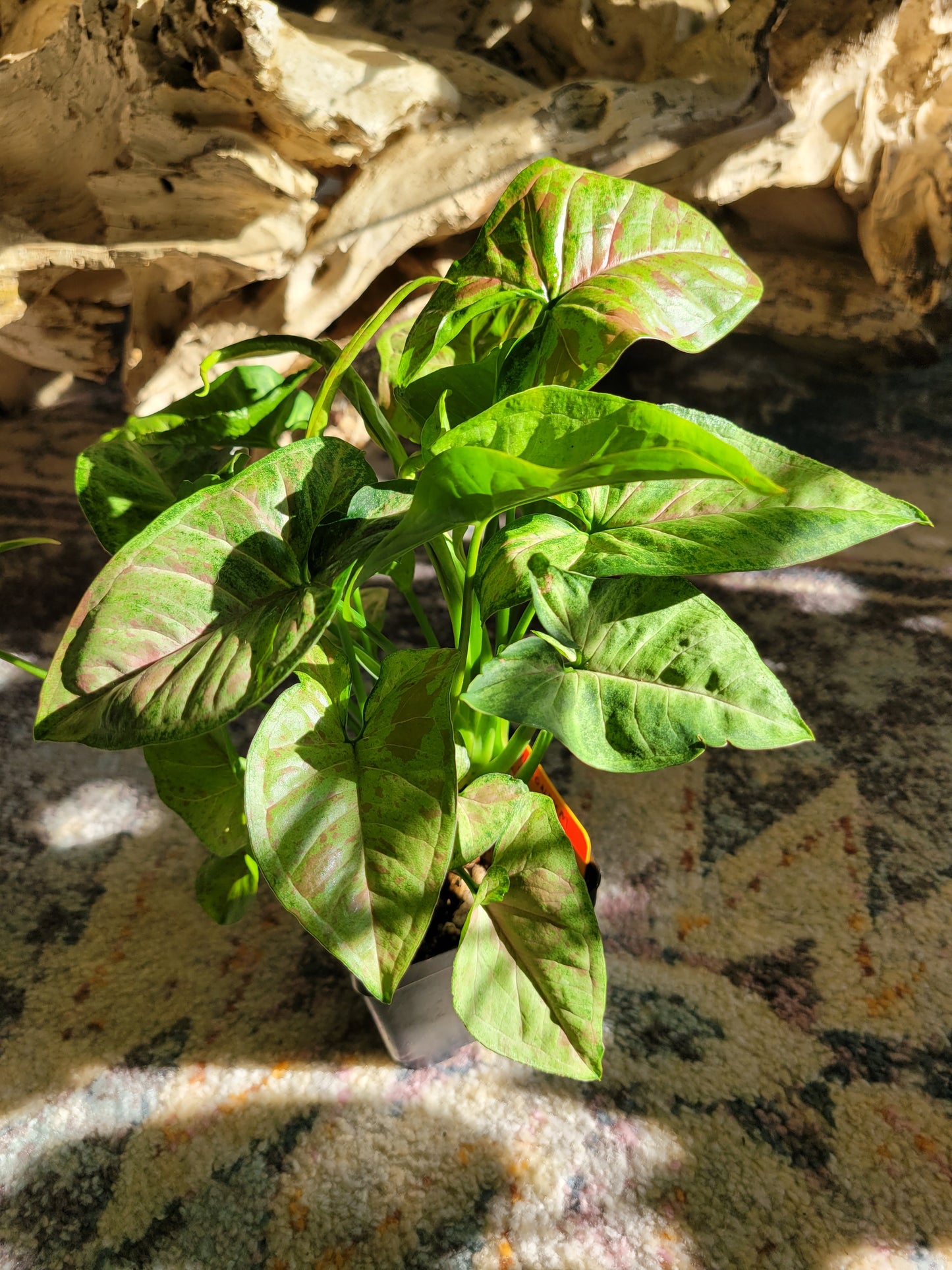 Syngonium Podophyllum ‘Confetti’