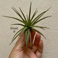 Small Air Plant