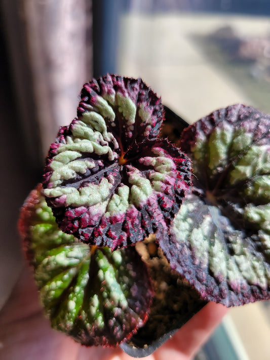Begonia Rex ‘Harmony's Fire Woman'
