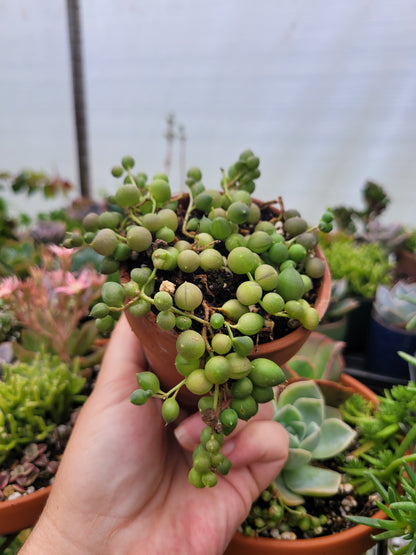 String of Pearls