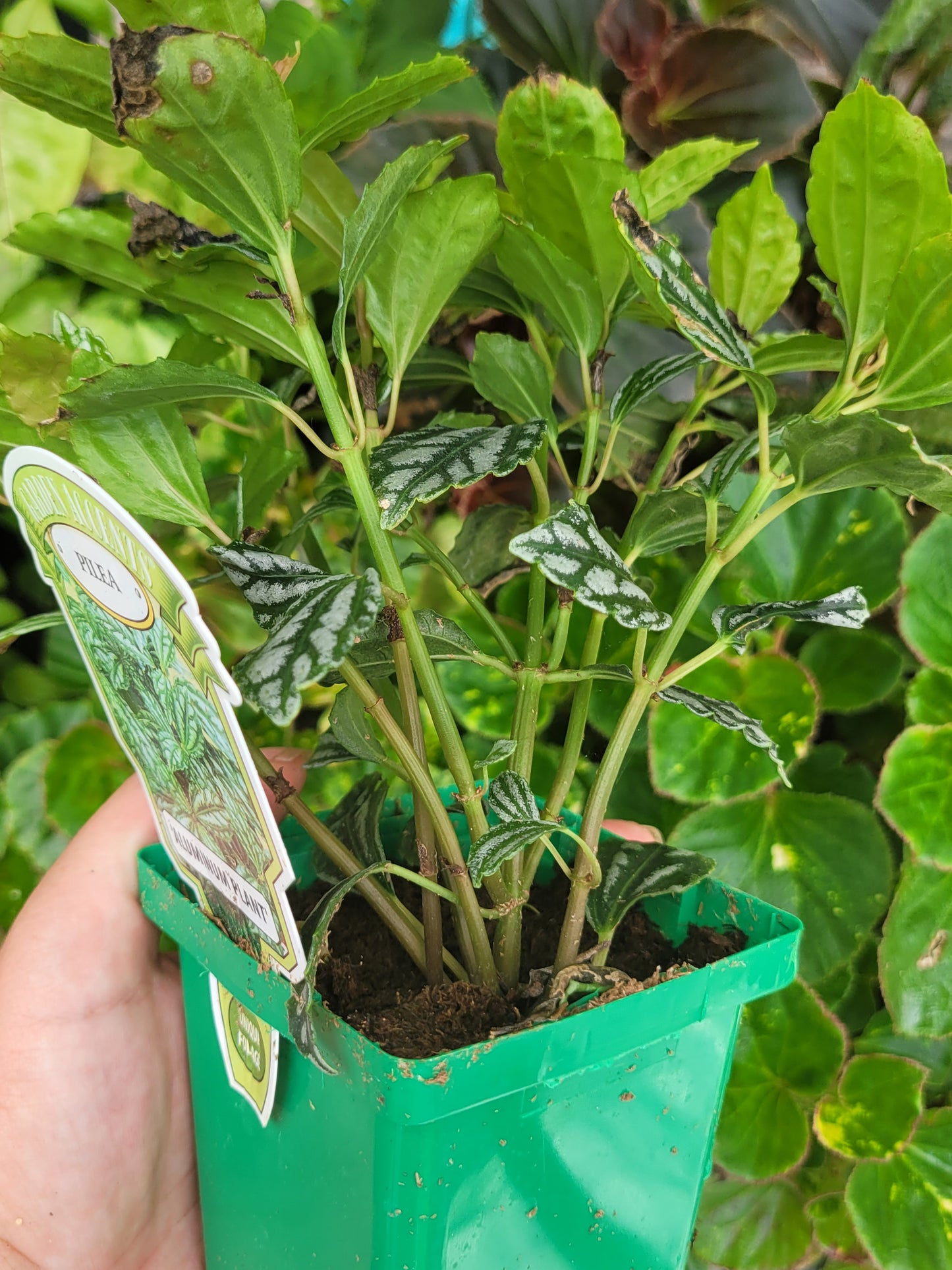 Pilea cadierei “Aluminum plant”