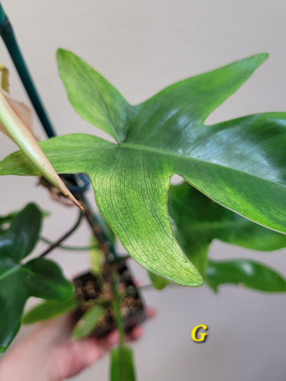 Philodendron squamiferum x pedatum ‘Florida Ghost’ “Mint”